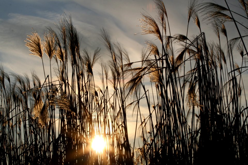 Reflection Phragmites Sky Grass Family