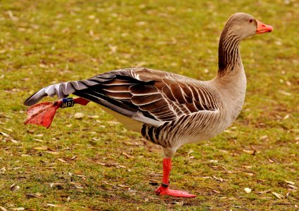 Bird Goose Fauna Beak photo