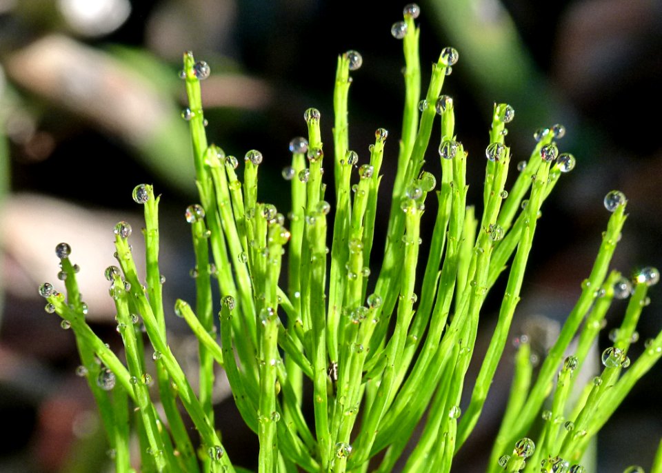 Plant Grass Herb Plant Stem