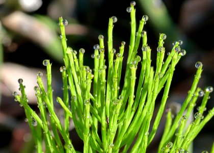 Plant Grass Herb Plant Stem