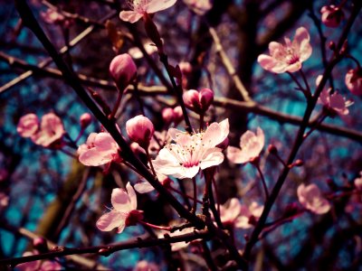 Blossom Plant Pink Branch