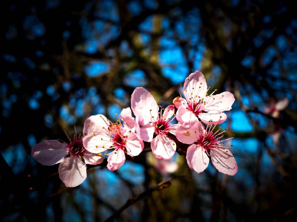 Blossom Flower Pink Spring