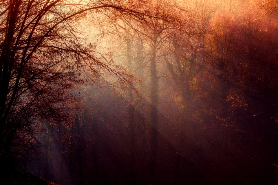 Atmosphere Forest Morning Sunlight