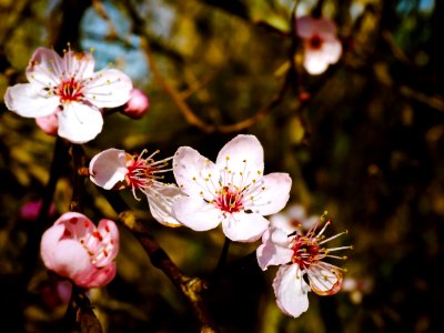 Blossom Flower Spring Pink photo