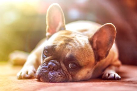 Dog Dog Like Mammal Dog Breed French Bulldog photo