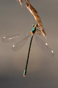 Green And Brown Dragon Fly On Wheat Plant photo