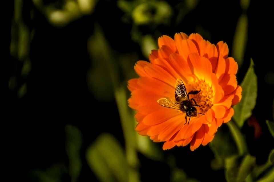 Black And Yellow Honey Bee Perch Orange Petaled Flower