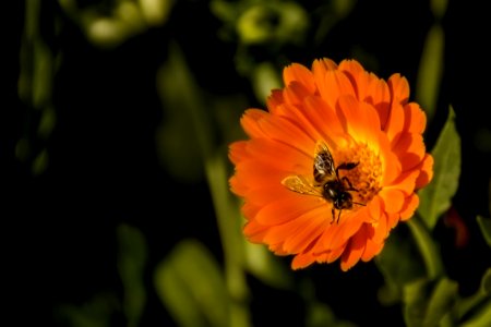 Black And Yellow Honey Bee Perch Orange Petaled Flower photo