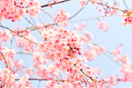 Blossom Flower Pink Cherry Blossom