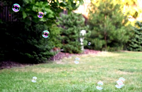 Bubbles In Sunny Back Yard
