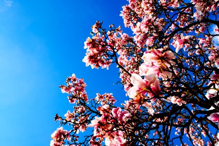 Outdoor Up Right Image Of The Pink Flowers During Daytime