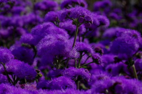 Purple Flower In Focus Photography photo