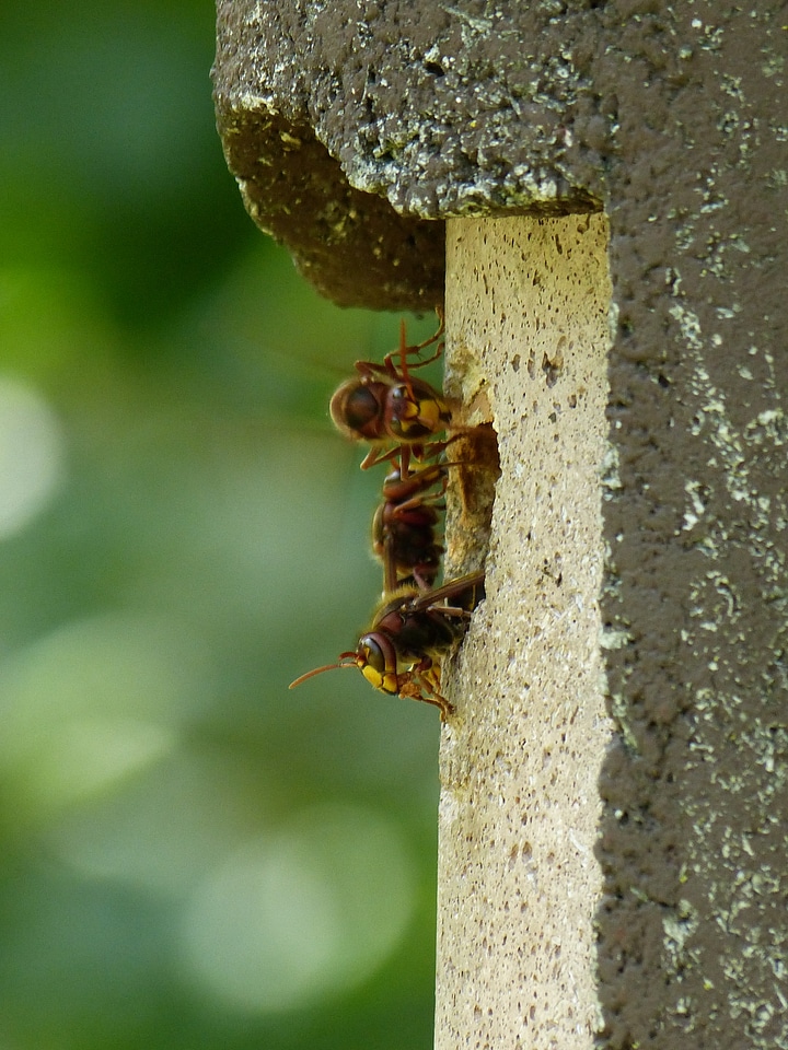 Insect wasp vespidae