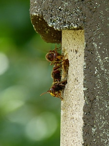Insect wasp vespidae