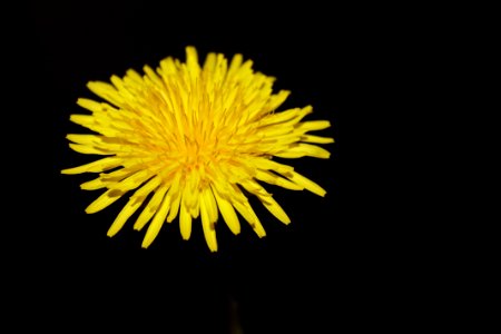Close Photography Of Yellow Aster