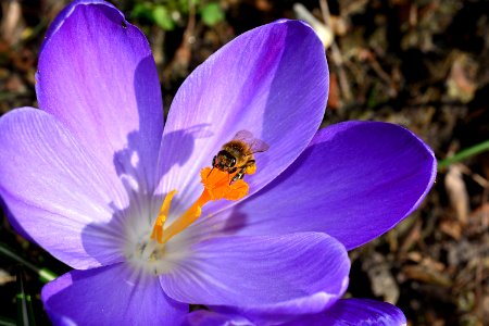 Bee On Purple Petaled Flower photo