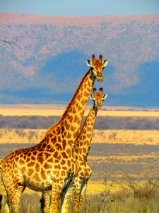 2 Giraffe On Green Grass Field In Close Up Photography photo