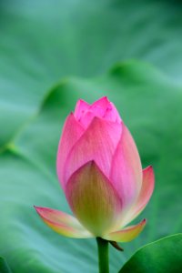 Lotus Bud