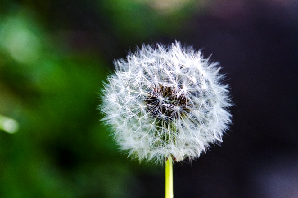 Dandelion Gone To Seed