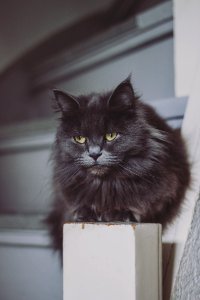 Cat On Pillar photo