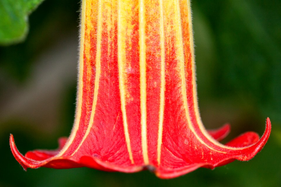 Red White Upside Down Flower