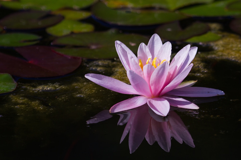 Pond flower nature