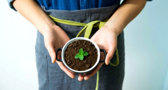 Hands Holding Potted Plant