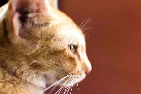 Ginger Cat