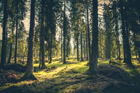 Sunlit Grasses In Forest