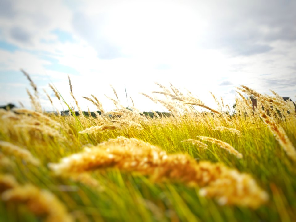 Grasses On Field