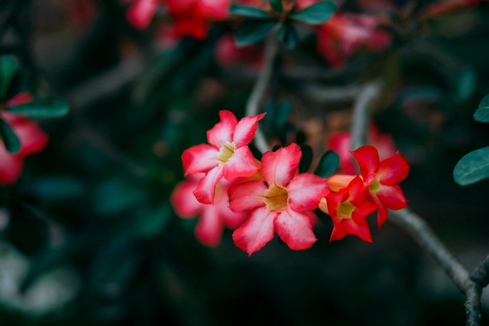Red Flowers In Bloom