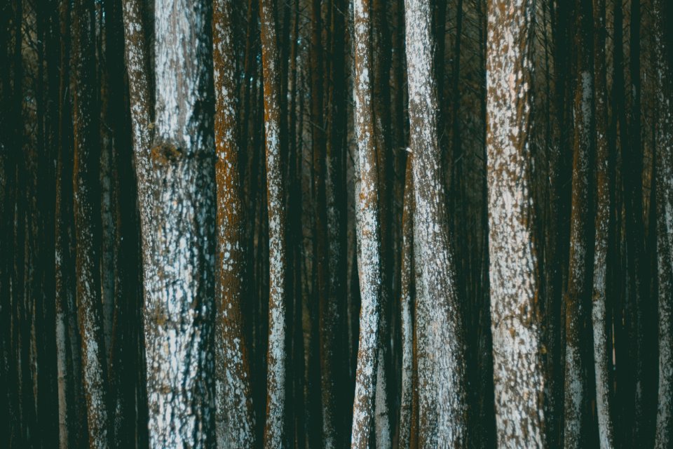 Trees In A Forest