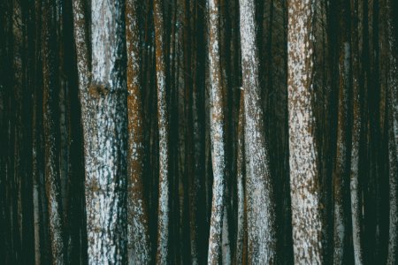 Trees In A Forest