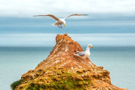 Seagull Landing On Islet photo