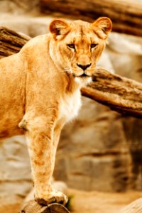 Lioness Beside On Brown Wood photo