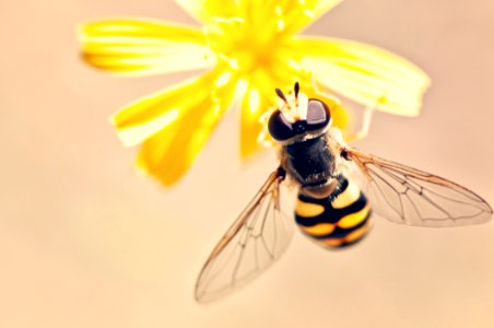Wasp On A Yellow Flower