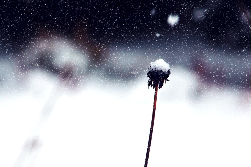 Dandelion Remnant In Snowy Wnter