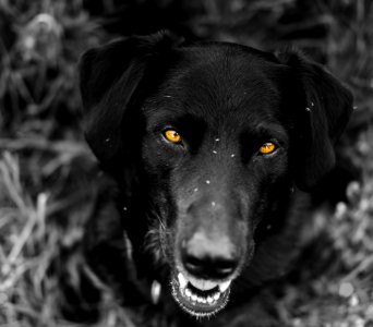 Black Labrador Portrait photo