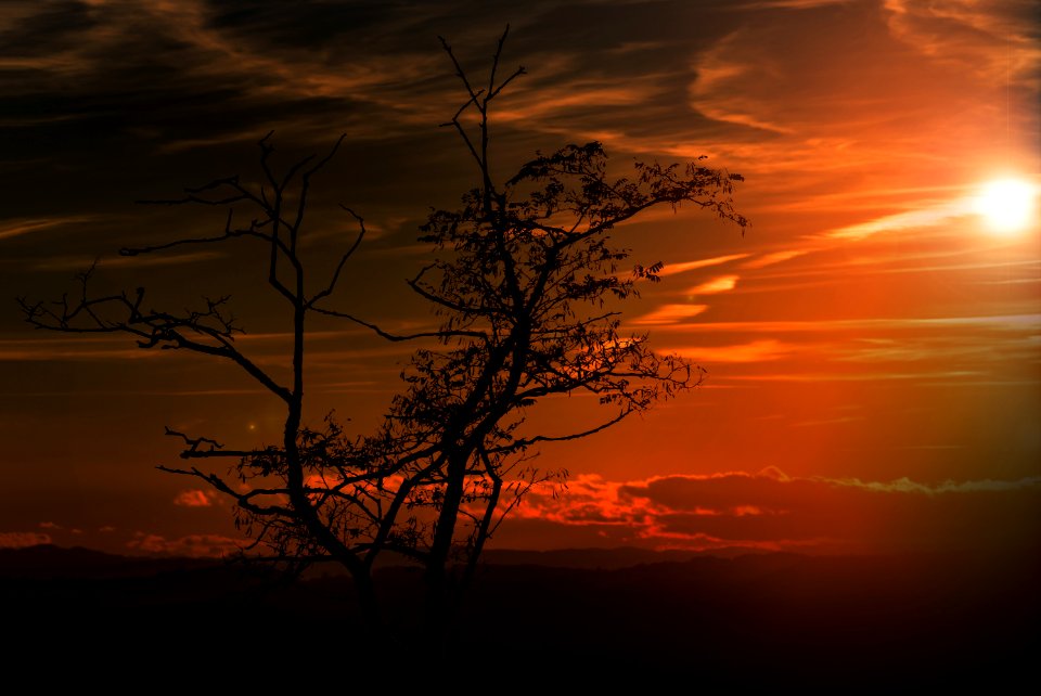 A Bare Tree At Sunset