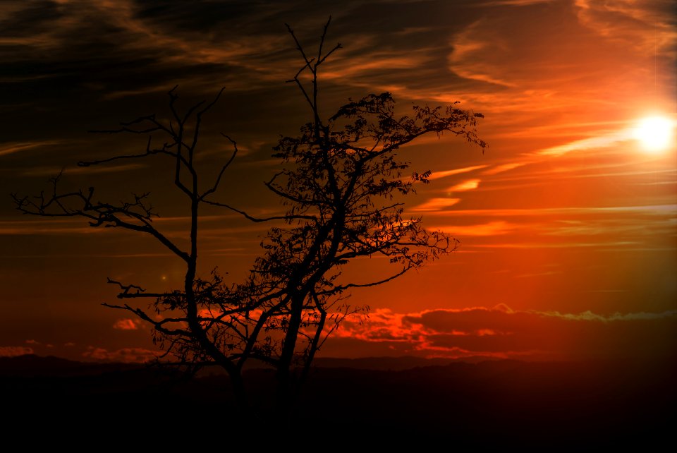 A Bare Tree At Sunset photo