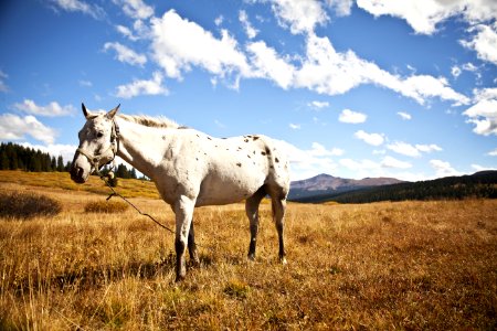 Horse In Field photo