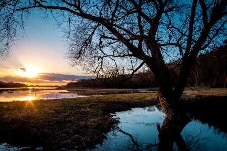 Leafless Tree On Lake Coast At Sunset