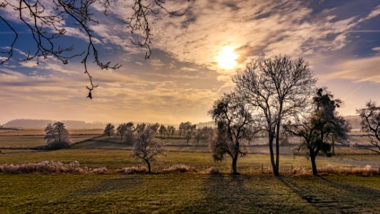 Trees In Field At Sunset