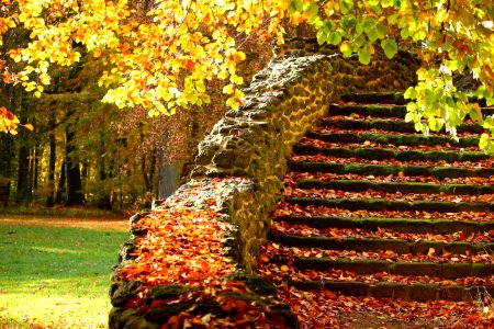 Autumn Leaves On Old Stairs photo