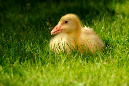 Duckling In Grass photo