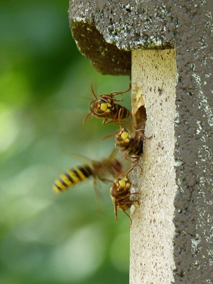 Insect wasp vespidae