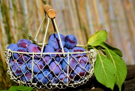 Basket Of Plums photo