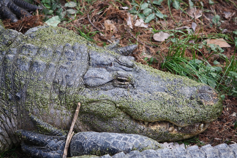 Animal reptile close-up