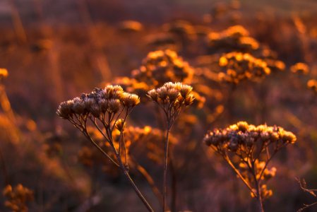 Shallow Focus Photo Of White Petal Flower During Orange Sunset photo