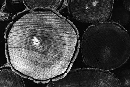 Grayscale Photo Of Tree Trunk photo